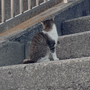 Nakayama Miyu