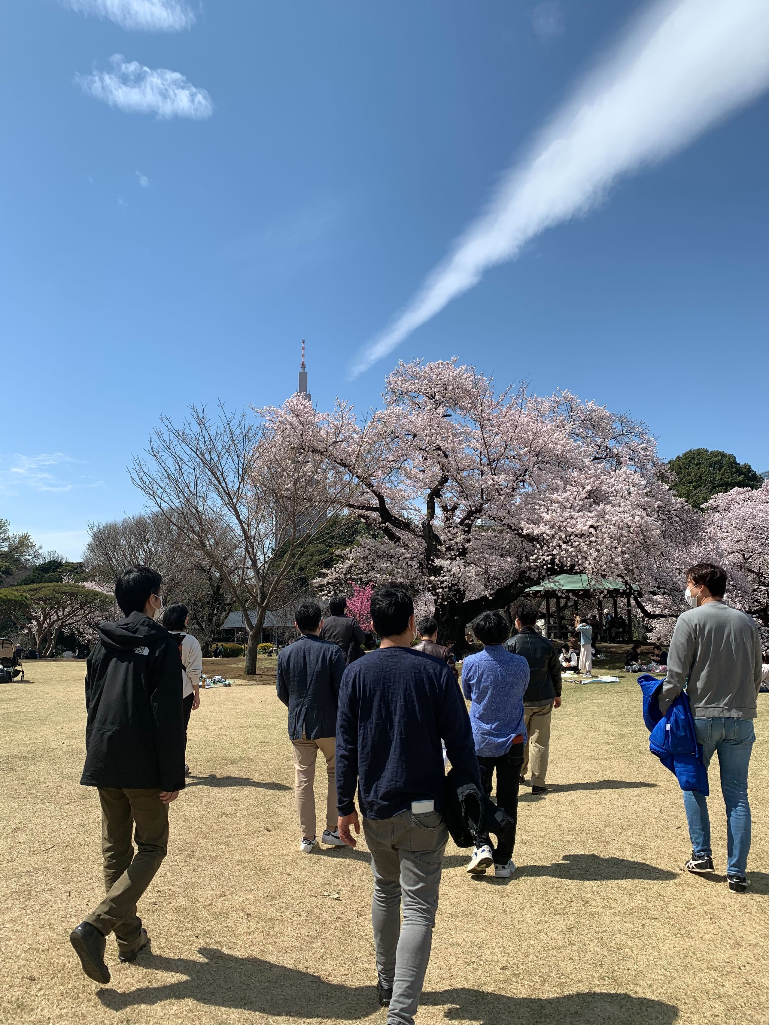 3/28 お花見日和に新宿御苑散歩