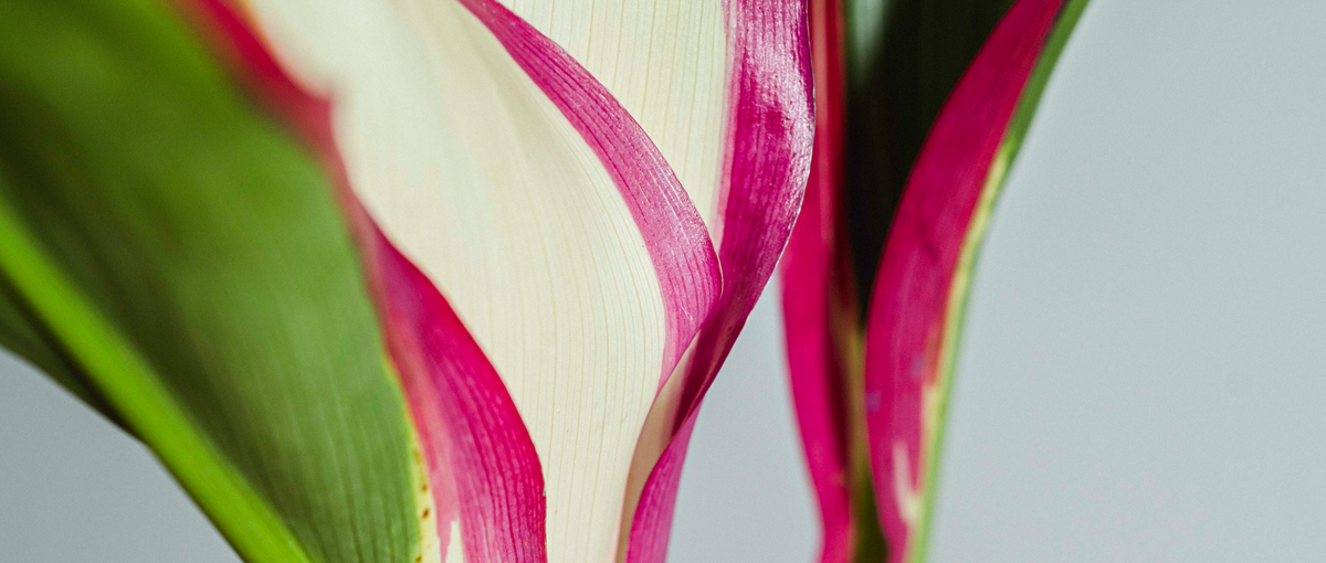 花×ITスタートアップ！攻めのMD"マーチャンダイザー"を募集！！