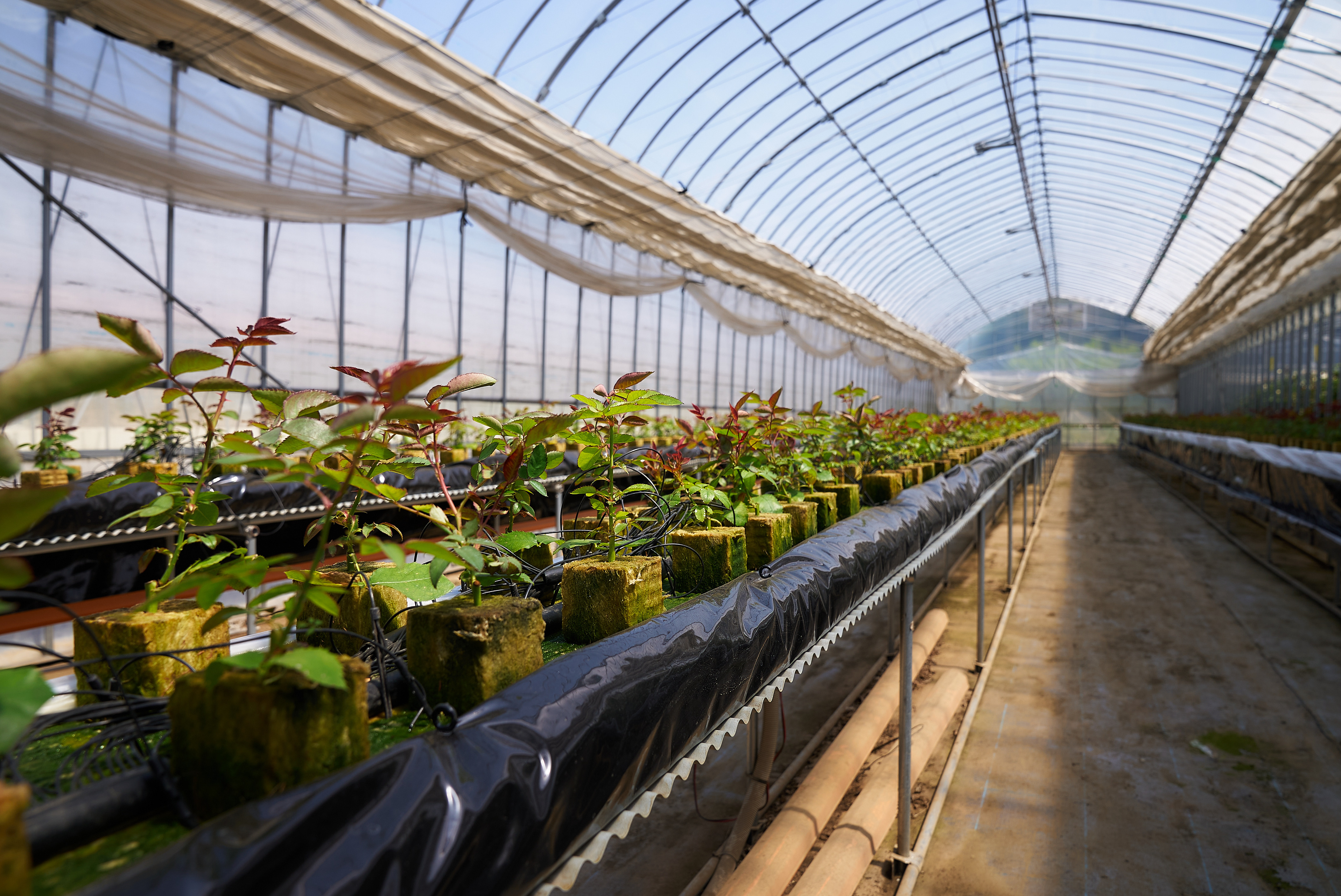 大手スポーツメーカーのマーケティング職のインターンを断ってROSE LABOをインターン先に選んだ21歳の挑戦