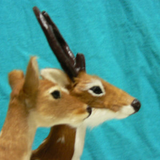 Takashi Inamoto