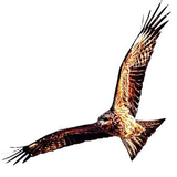 Enatsu Tomohiro