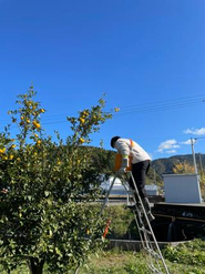 高知県北川村で開催したクラチャレでのゆず収穫の様子です。