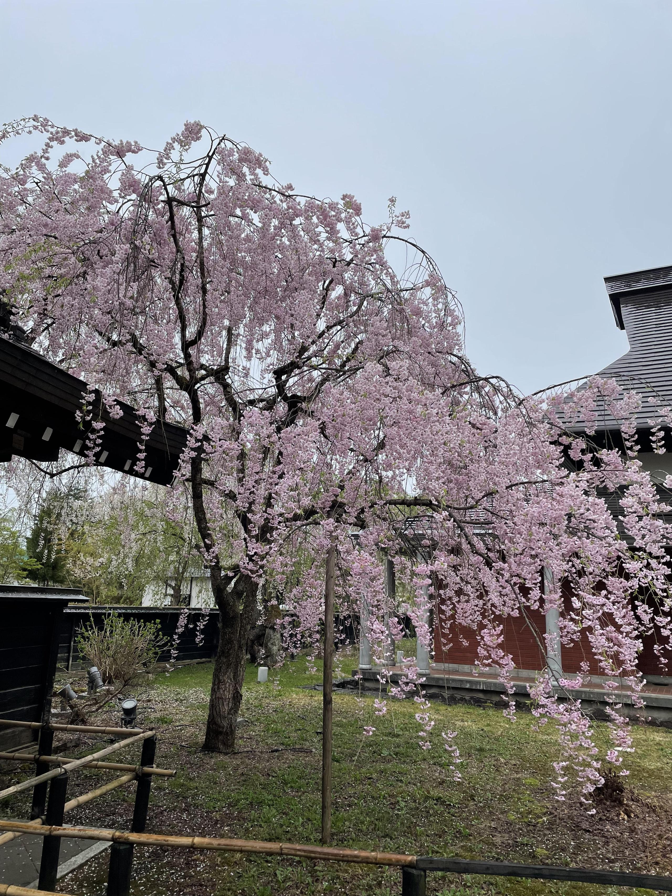 春天一起到東北去賞櫻吧！