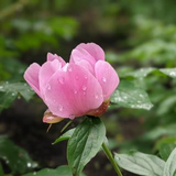 安田 ふみ