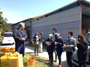 愛媛県愛南町「マルエムフルーツアイランド」さんにて美生柑の産地研修。