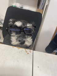 わんちゃんも働く！？