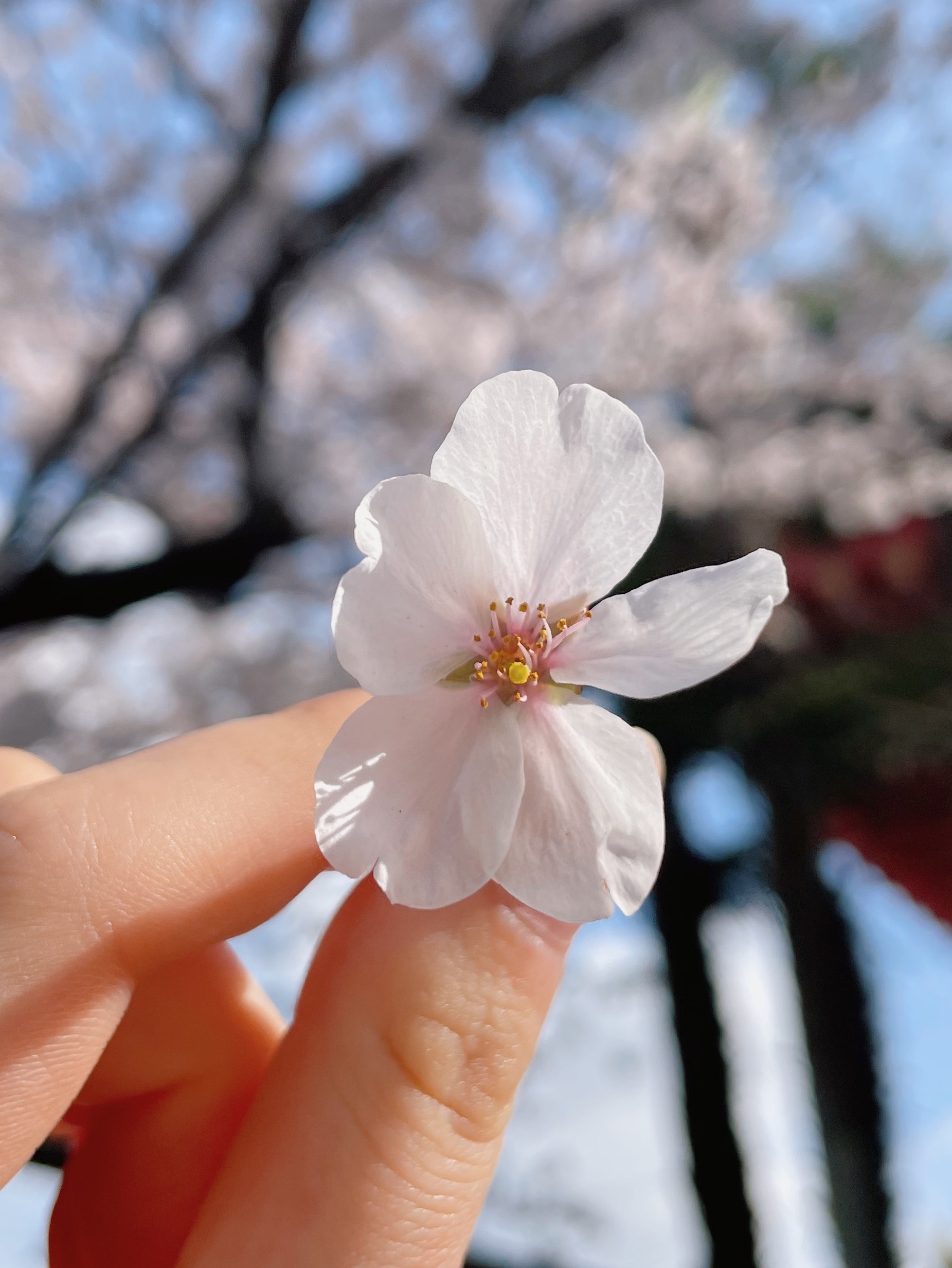 小林 実桜