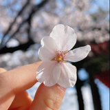 小林 実桜