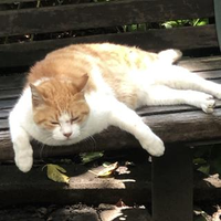 李 嘉欣さんのプロフィール