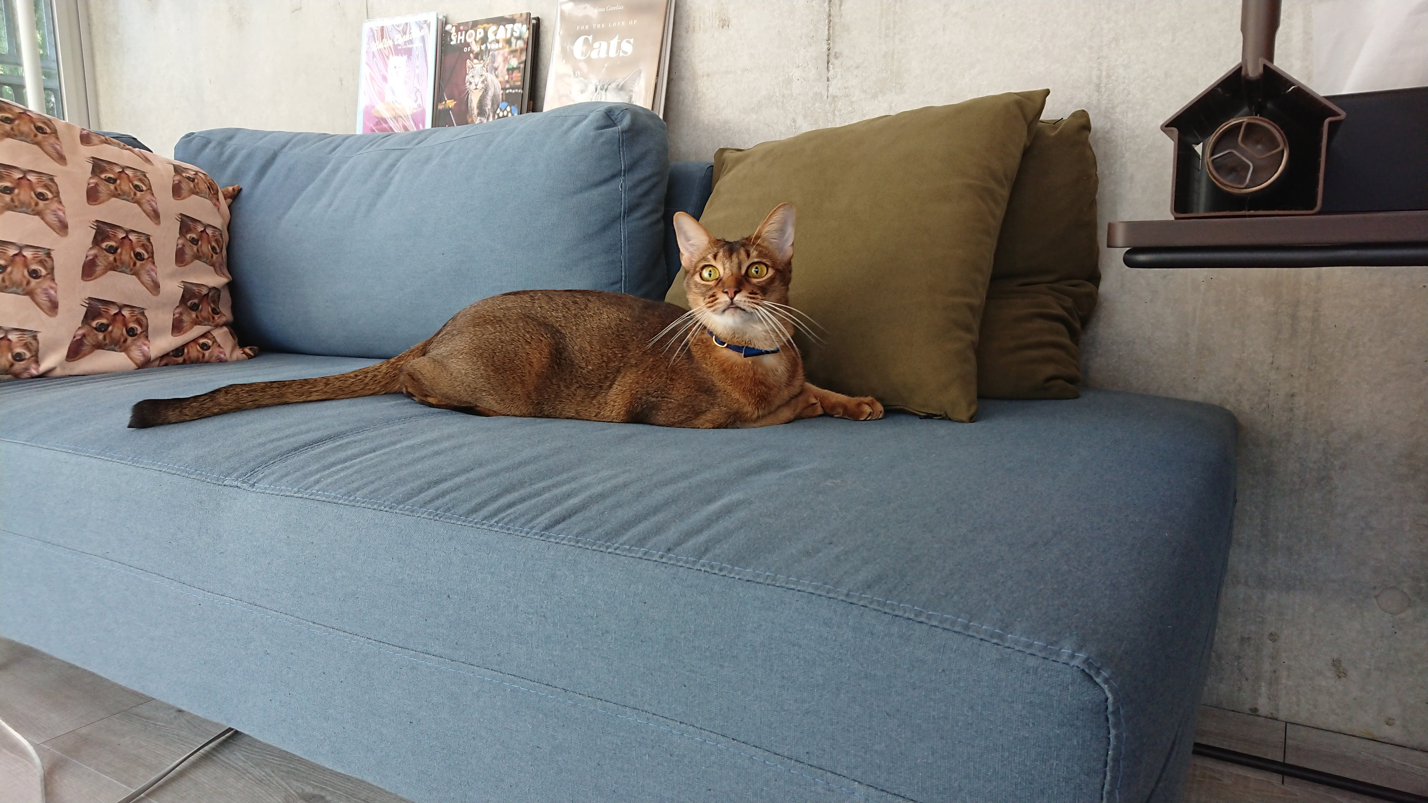 RABOという社名の由来