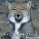 周防 静馬