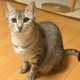 樋原 猛己