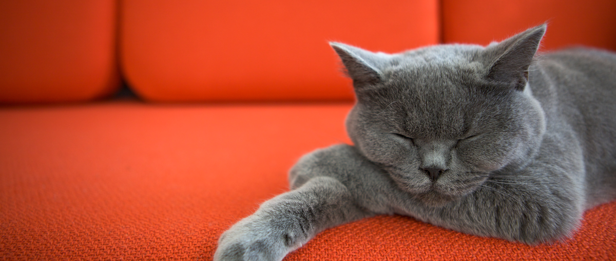 オープンポジション！成長中の事業をさらにグロースさせる仲間を探しています！