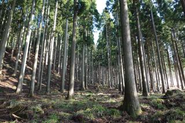 次世代に豊かな自然を継承していく事業である、「百年の森林事業」で整備した森林の様子