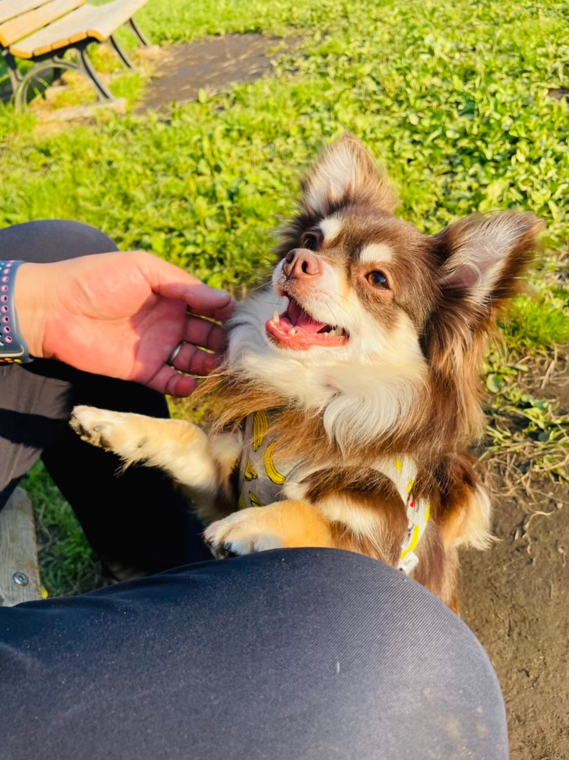 喪失と再生 ー 愛犬が教えてくれたキャリアの意味