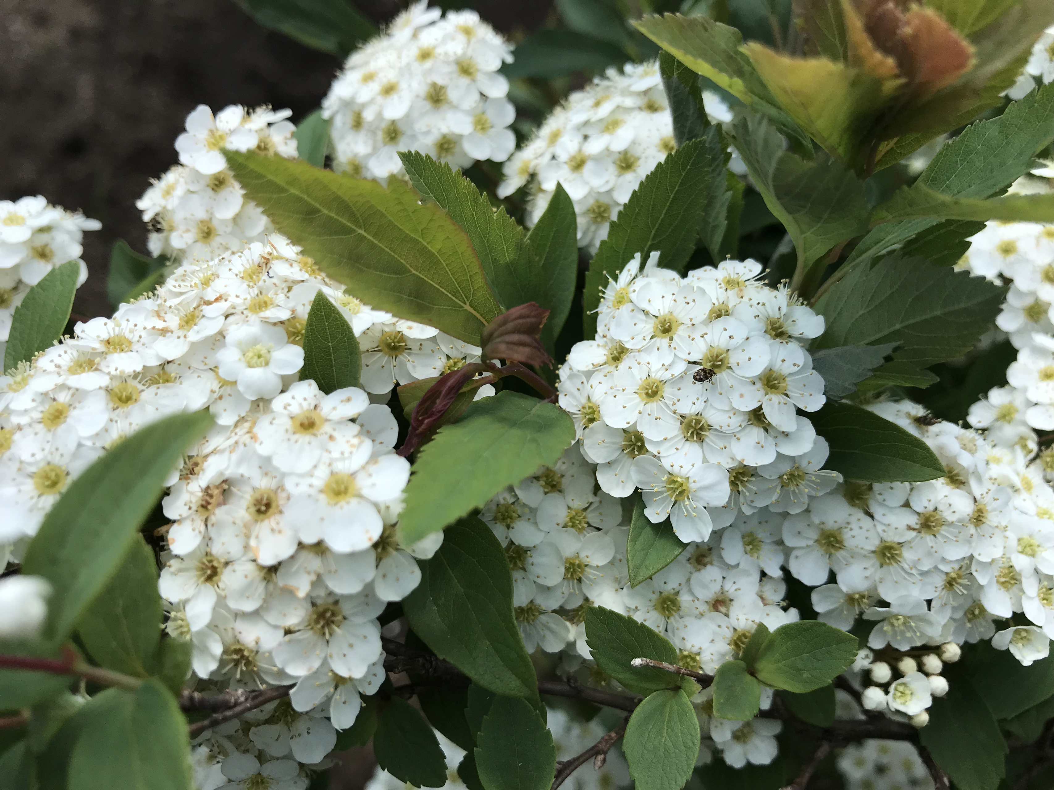 令和元年5月の突然の嵐で思ったこと