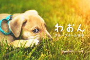 2020年2月からスタートした新事業の障がい者グループホーム。保護犬や保護猫を引き取り、ペット共生型のグループホームを運営。