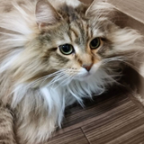 Maki Juring Ishiyama