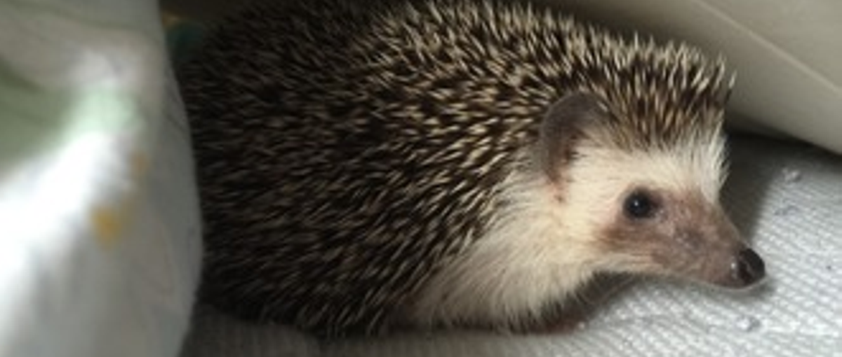 エンジニア育成を最重視！OJTでITキャリアをスタートしましょう！