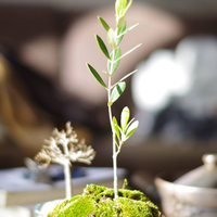 Yoshi Koumei Ishikawa