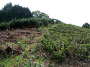 放棄された茶園。2年かけて有機栽培の茶園へ復活させた