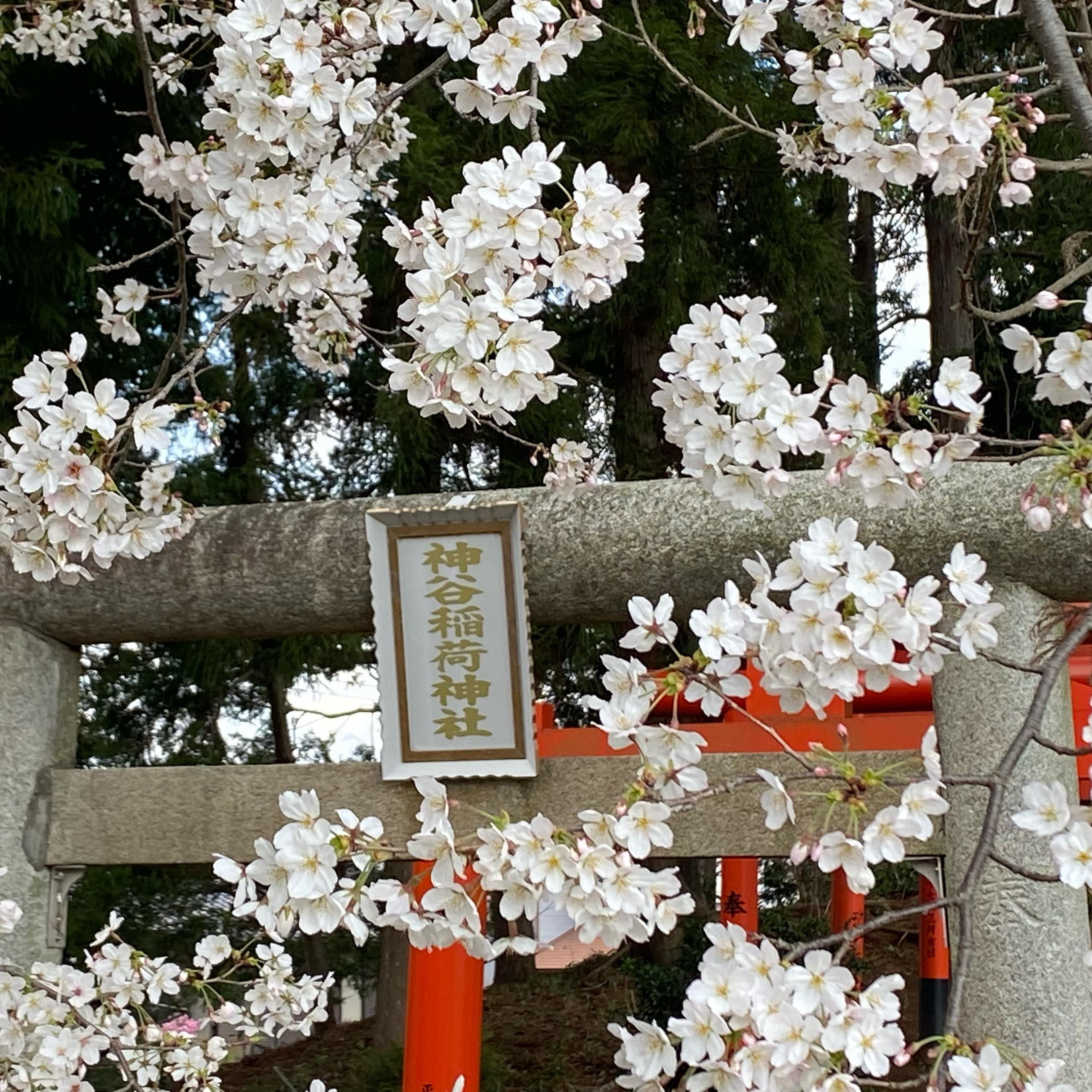 Koki Hino