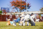 イベント会場ではもちろん犬たちが楽しく交流しています！