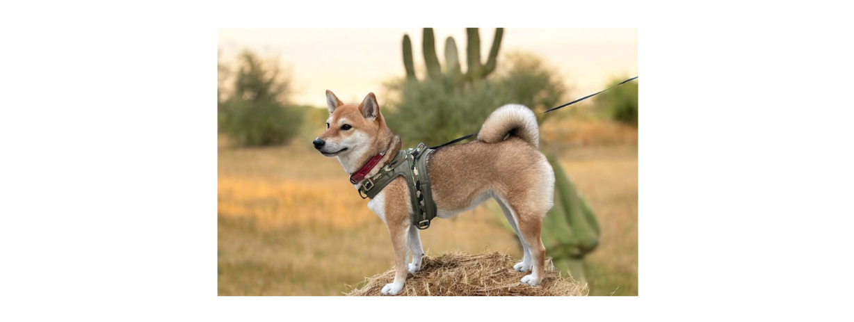 VOGUE風30の質問答えてみた