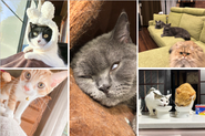 猫の日祭りに投稿してくれた社員の愛猫たち！100枚以上の癒し写真により