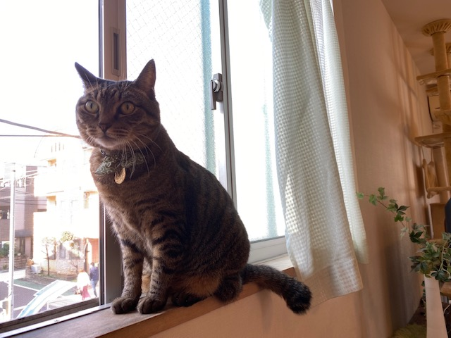 ＃猫がいる暮らし