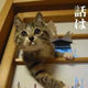 三好 康介