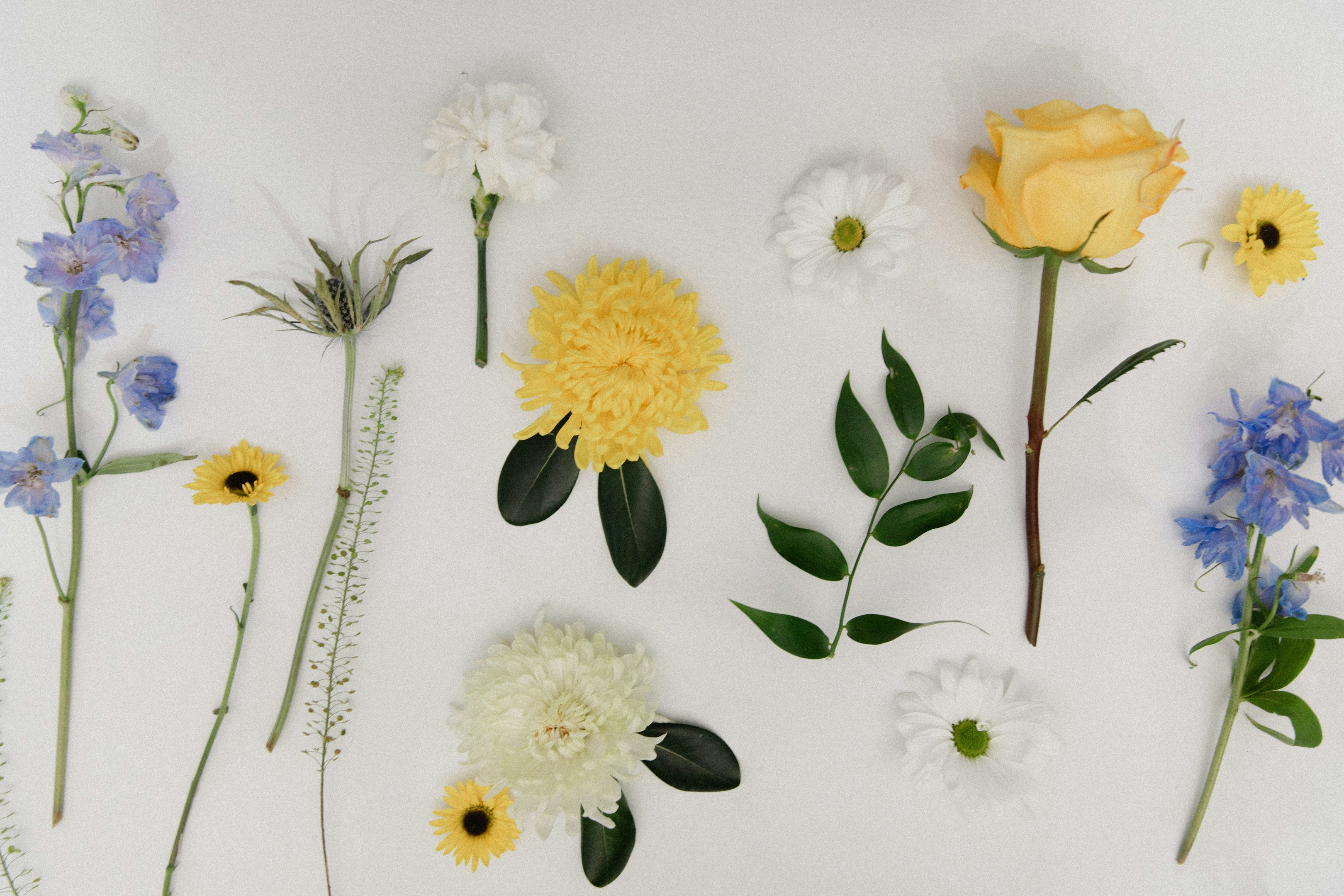 Welcome to IDFL Japan!