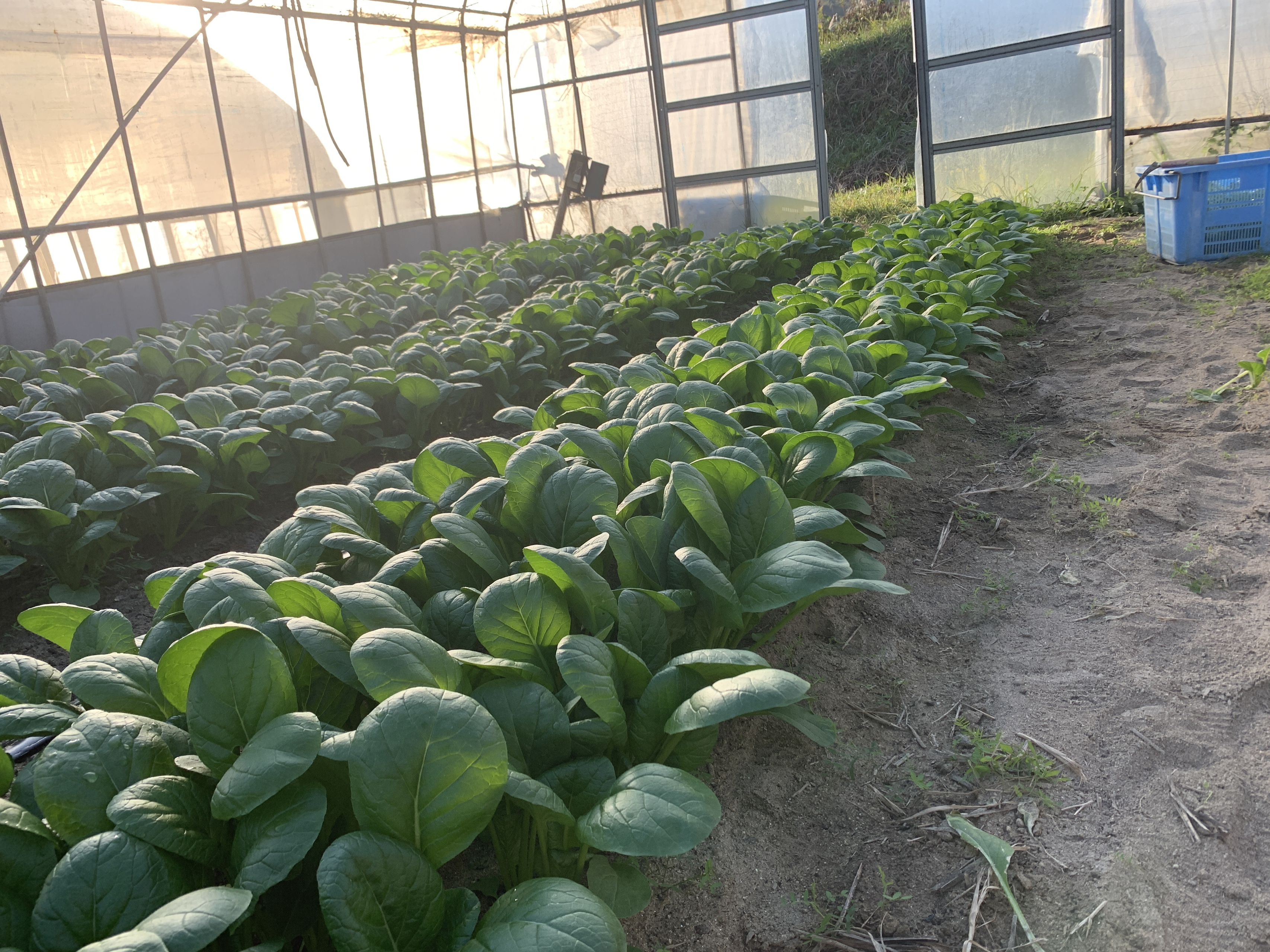 農・食の未来をどう描くか　その１