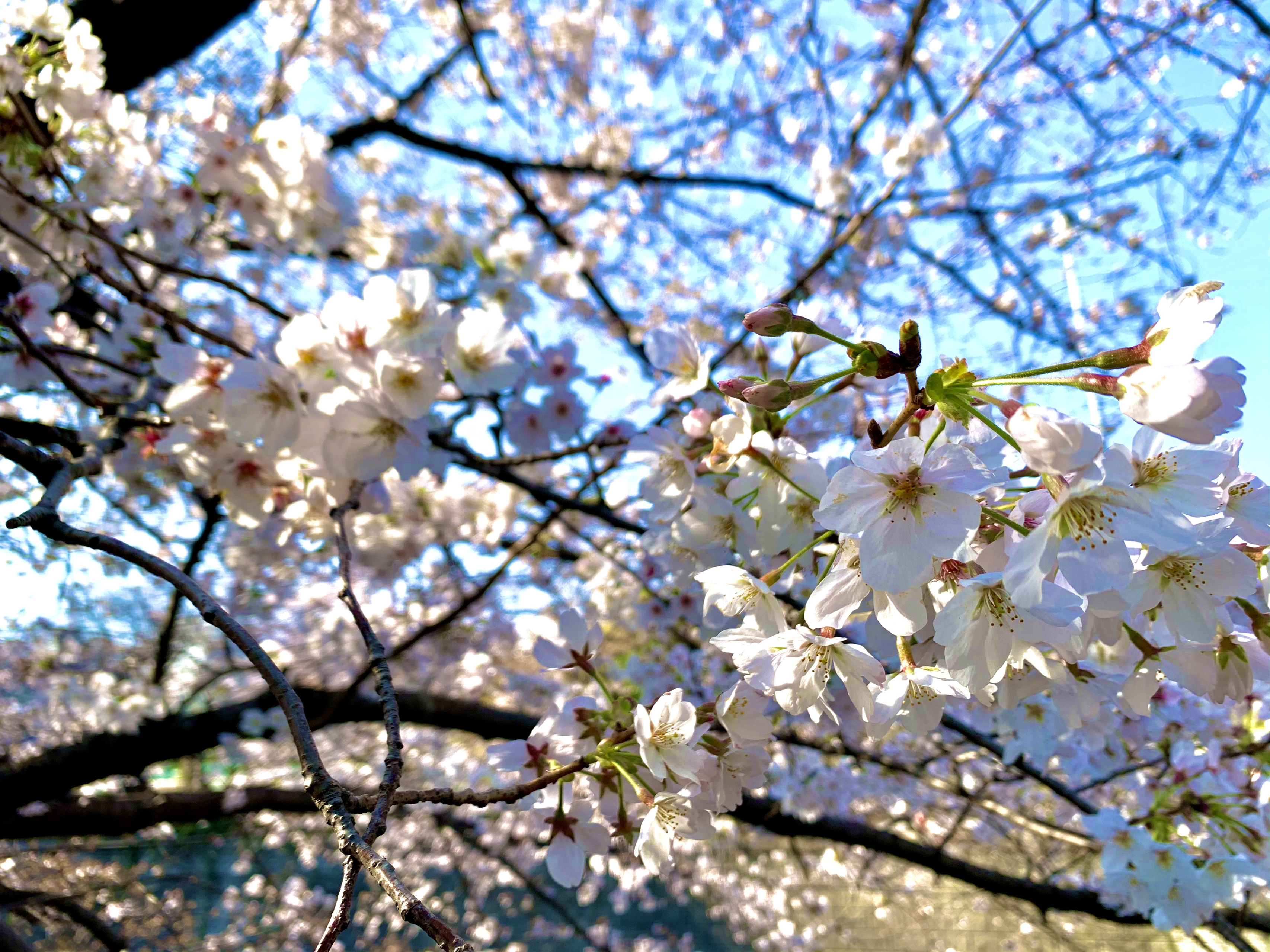 東京の人気のお花見スポットをアルコタワーから見下ろす！クラウドナインの4月が始まりました★