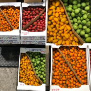 カラフルミニトマト