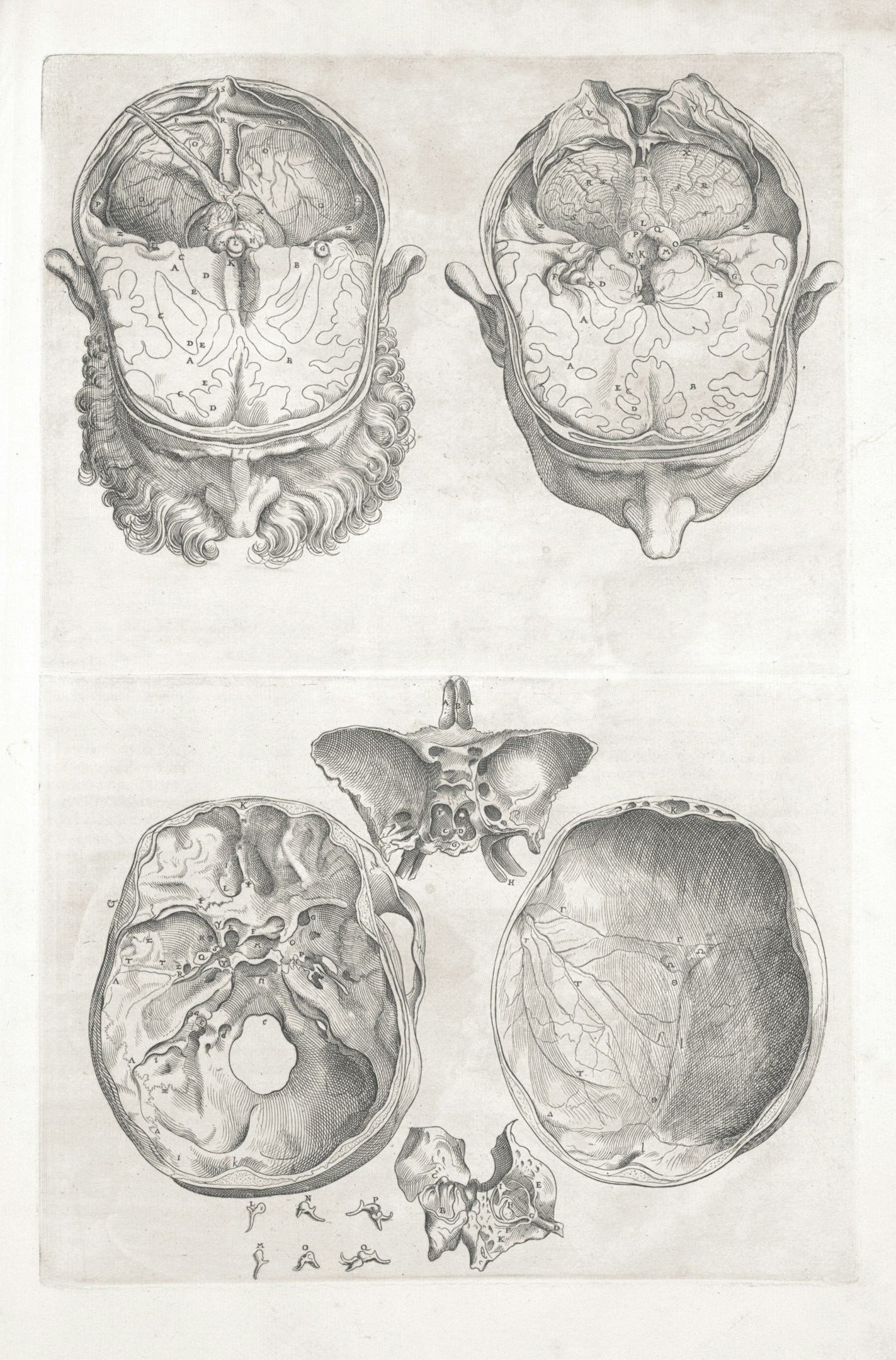 コメディカル経歴書