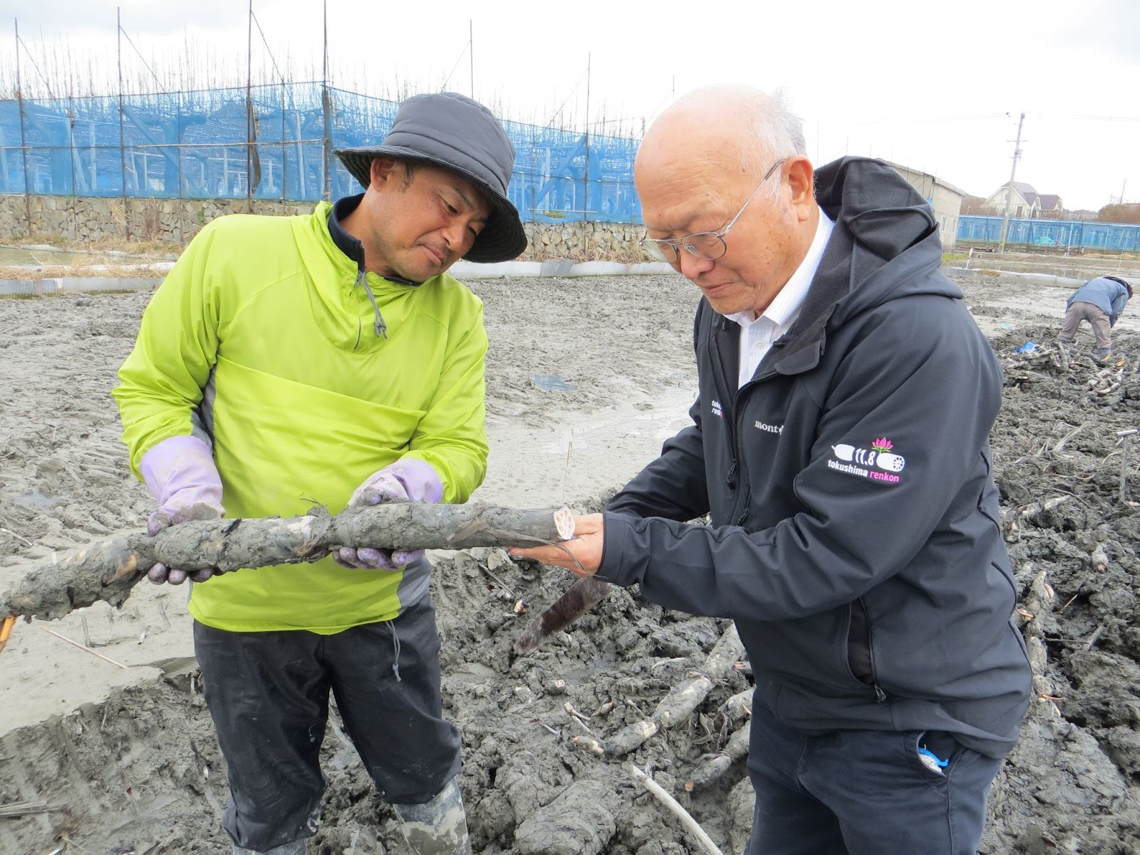 AGRI SMILEとJA大津松茂、れんこんの腐敗病に関する課題解決に向けた