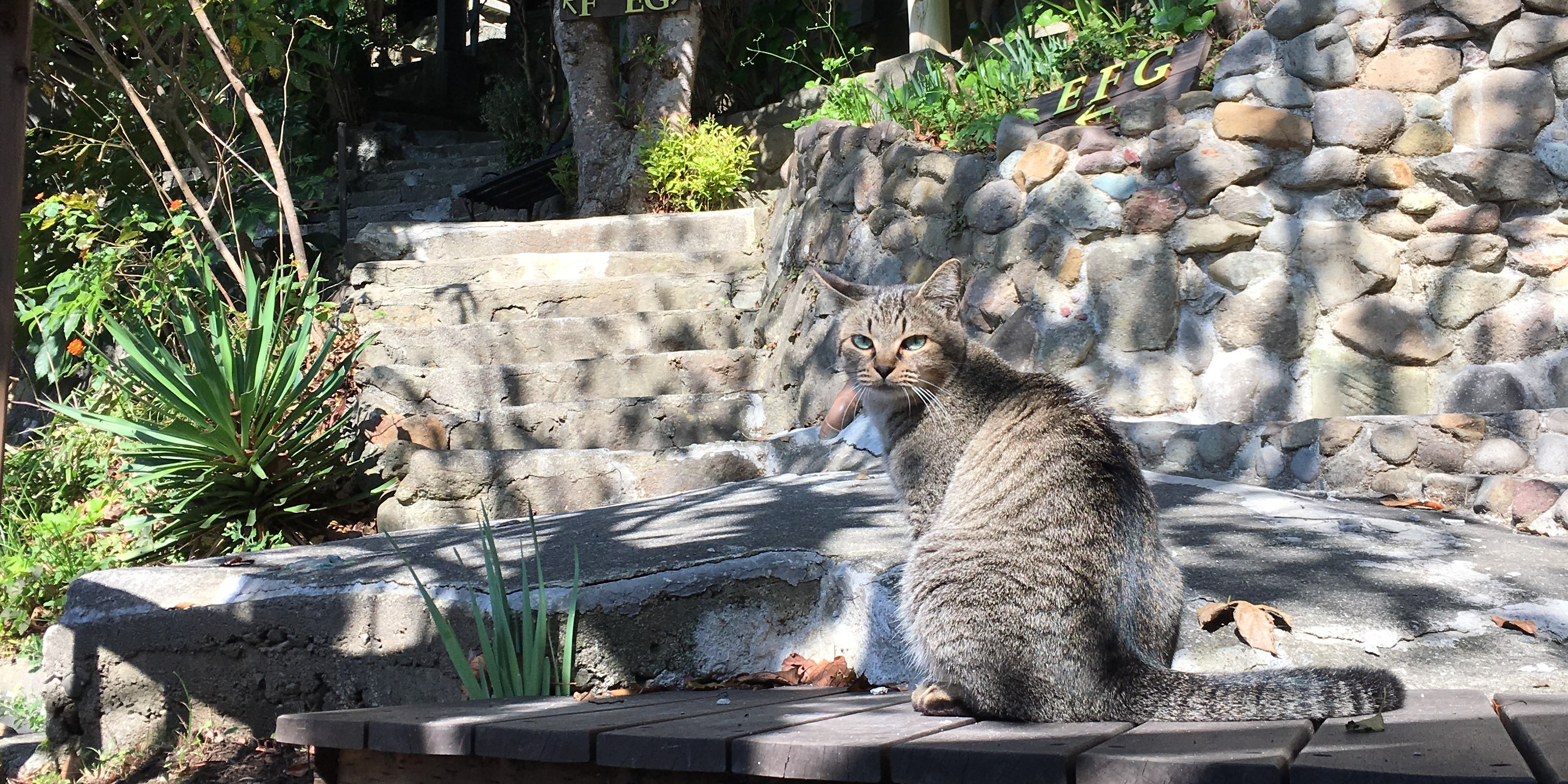 南伊豆は金目鯛がうまい
