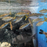 稲留 泉魚