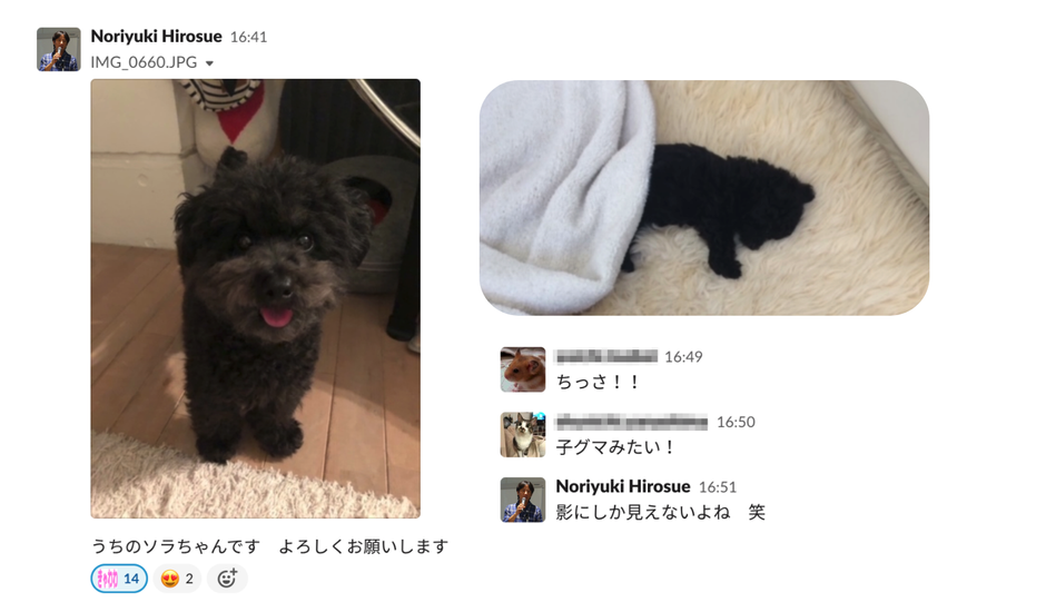 11月22日は”わんわんニャーニャー”（THANKS PETS DAY） | ビットバンク株式会社