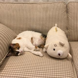 阿部 智征