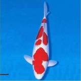 Jual Ikan Koi