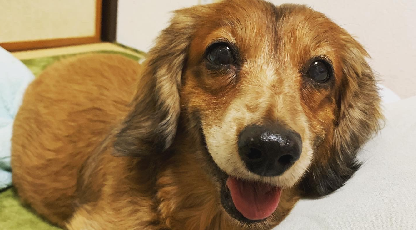 家族を失って再認識した、コアタイム無し・フルリモートワーク体制の有難み