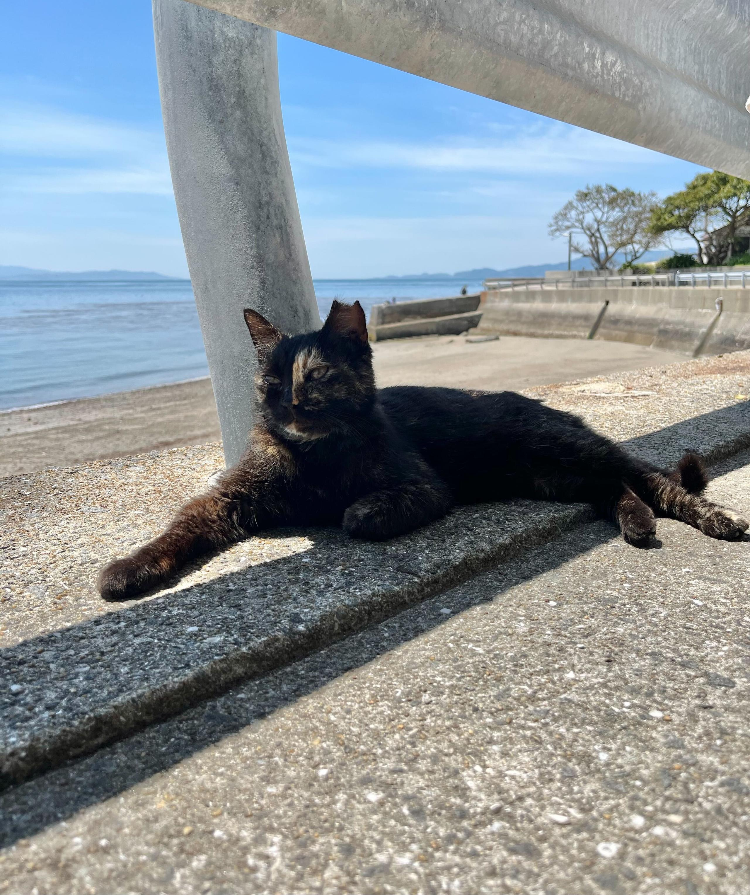 公益財団法人どうぶつ基金さまへ寄付しました