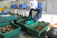 産地からも一つ一つ丁寧に検品をして出荷致します。