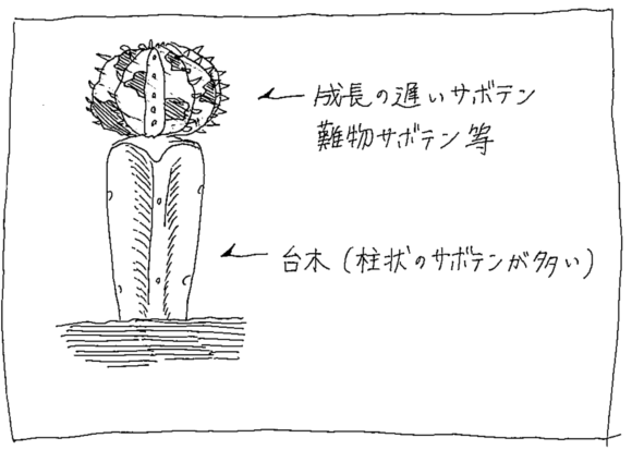 サボテンをお迎えする時の小さなコツ