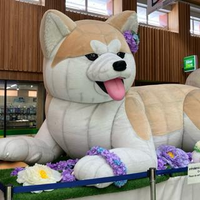 入澤 奈都