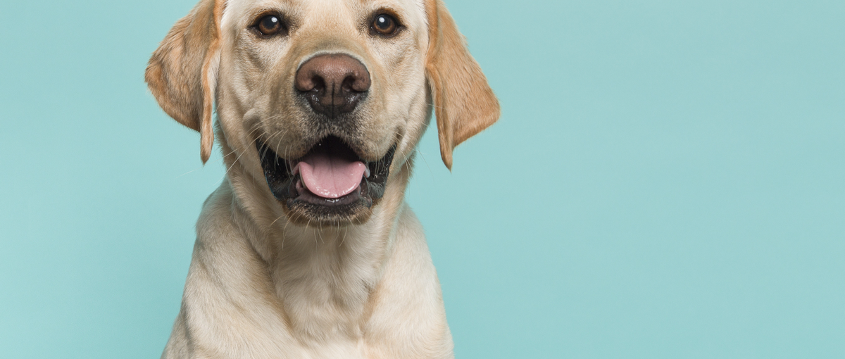 コンサル出身・スタートアップ志向の方大歓迎！複数の新規事業を支える経営企画