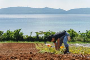 オーガニックのパイナップルを生産している農産部